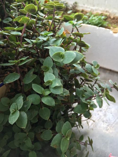 请问这叫什么植物?
