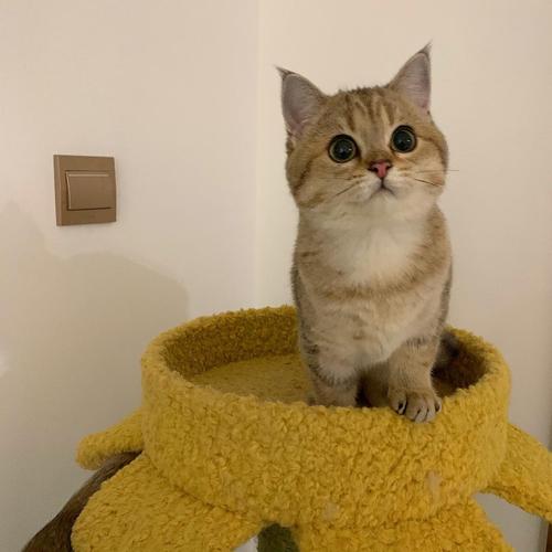 英短金渐层弟弟找新家