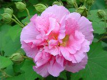 游戏相关-芙蓉花