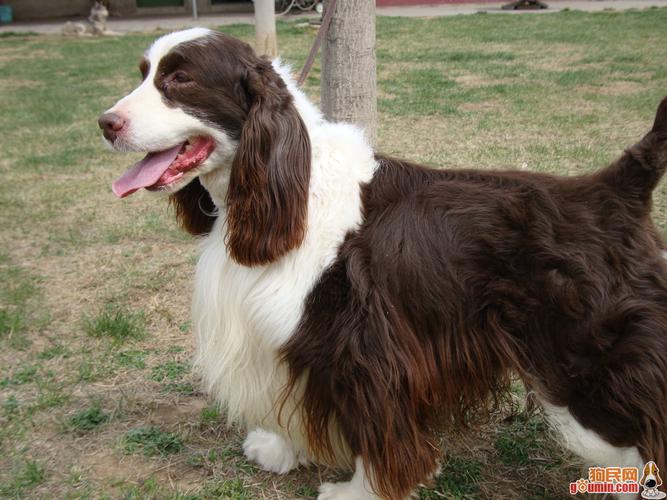 史宾格犬(图)
