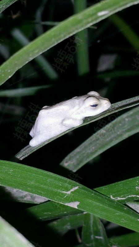 有谁见过白色的青蛙