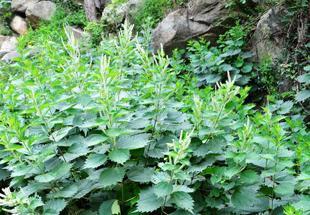 透骨草的功效与作用和应用