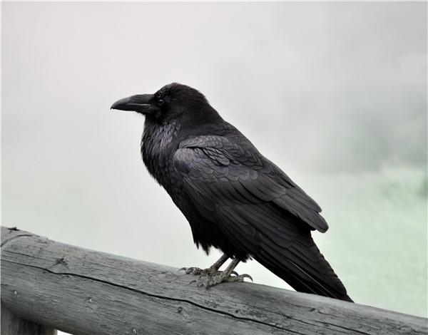 黑色,大乌鸦