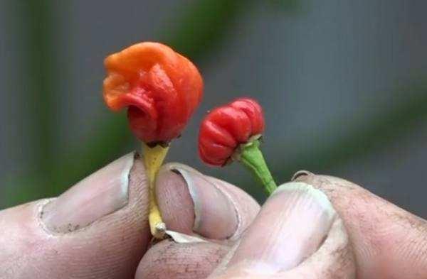 龙息辣椒,一种要比死神辣椒还要辣的辣椒,别看它个头非常的小,但是