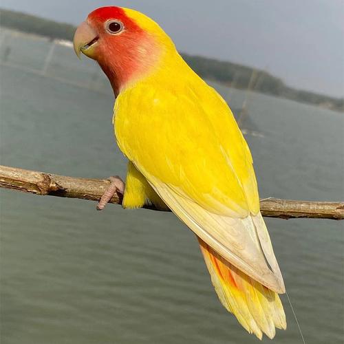 桃脸牡丹鹦鹉活鸟活物黄桃绿小鸟学说活的宠物鸟