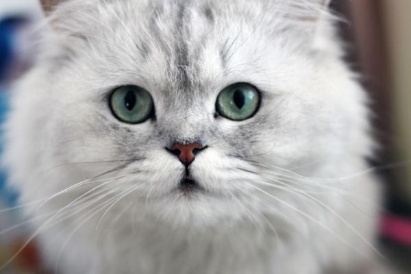 冲动,而且也比较懒散,对于他们来说不适合伺候那些要精心照料的猫咪