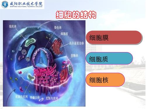 正常人体结构 细胞的结构 细胞的结构.ppt 20页