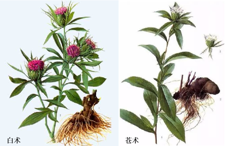 苍术为为菊科植物茅苍术a. lancea (thunb.)dc.或北苍术 a.