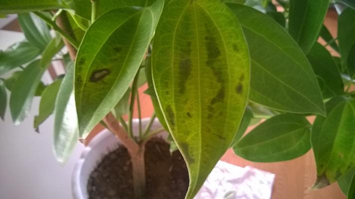 平安树叶片发黄,褐斑,枯萎