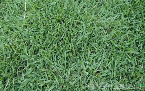 蓝引三号 兰引三号草 兰引三号草籽批发高档***进口草籽