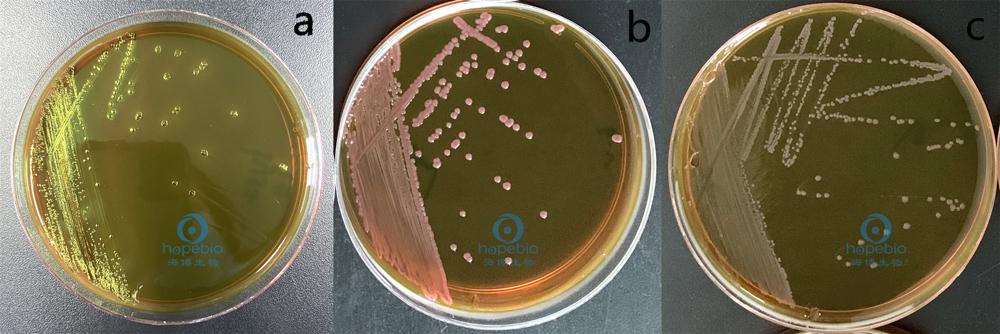 大肠埃希氏菌 b:产气肠杆菌 c:鼠伤寒沙门氏菌