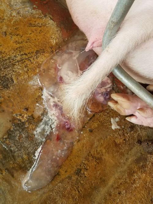 各位大师配后30天母猪这是流产吗请问流产需要静脉注射消炎吗或者怎么