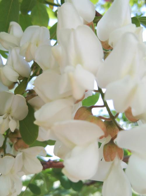 树树槐花沁韵翔,芬芳四溢满城香.清香阵阵扑鼻醉,馥郁醇浓浸袖彰.