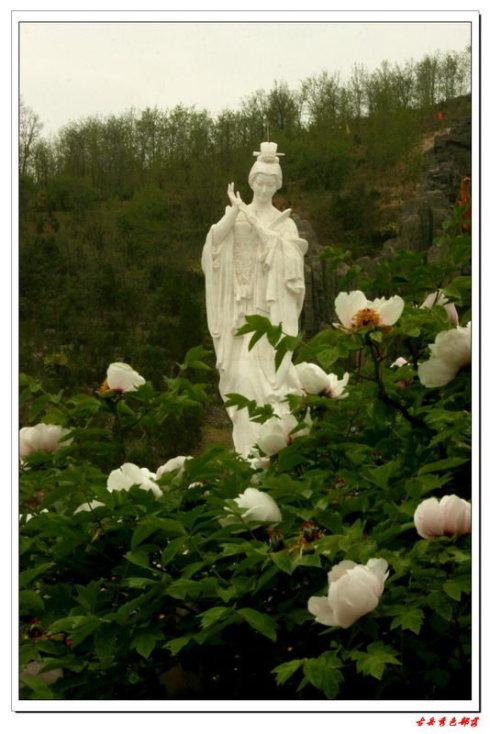 古县牡丹