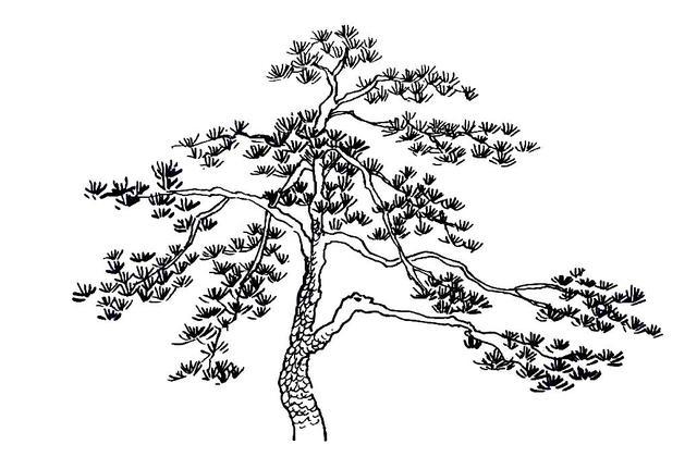 0基础初学钢笔画,掌握好这3个方法画松树,茶余饭后你