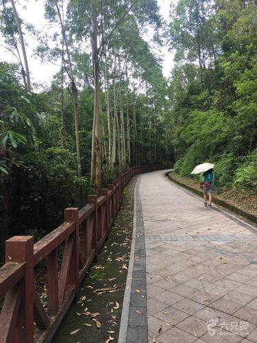 深圳凤凰山绿道(东方英语学校到森林公园)