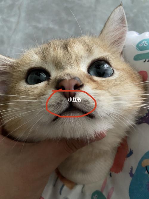 猫咪嘴套/胡子根部皮肤黑黑的,怎么弄干净啊_猫咪_猫癣_刘亦菲_宠物