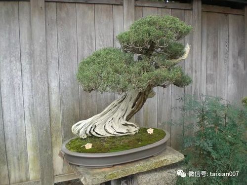 日本盆景园