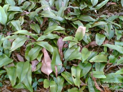 石韦的功效与作用