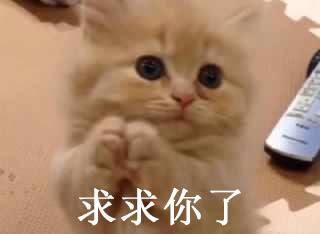 求求你了,猫咪卖萌表情包