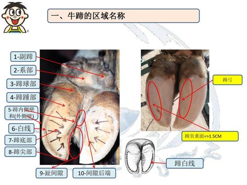 奶牛牛蹄