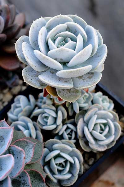 多肉植物鲁氏石莲的秋季养护管理要点