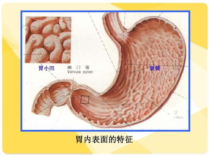 详细介绍了消化系统的常见疾病知识和生理知识 胃小凹 皱襞 胃内表面