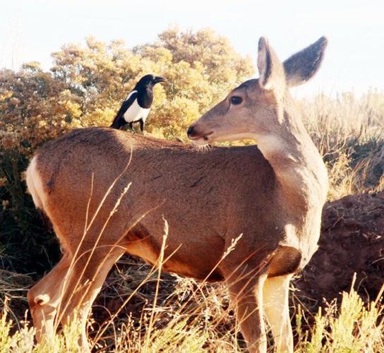 21,和谐共生——友善的动物们