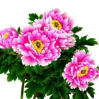 花开富贵牡丹图微信头像【点击鼠标右键下载】