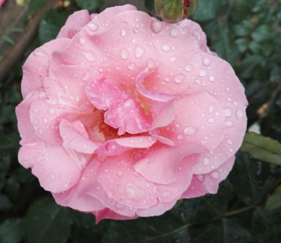 唐山机场路小区美丽的月季花盛开