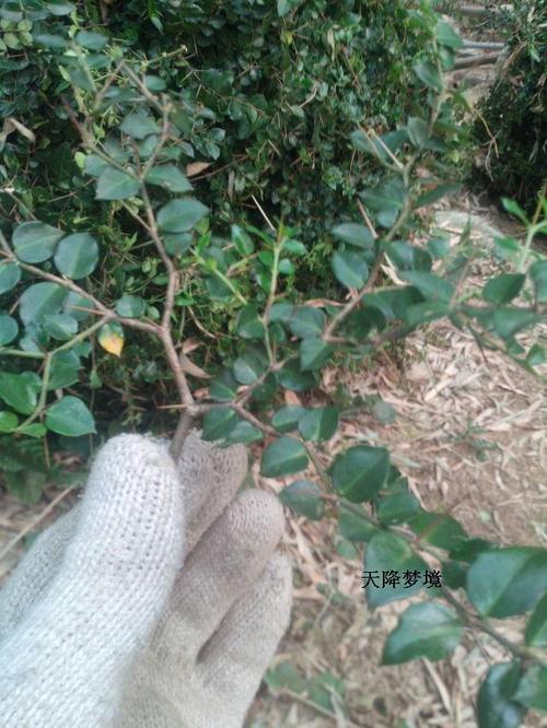 绣花针野生新鲜药材根苗伏牛花小叶虎刺虎刺根虎刺全株500克包邮热销