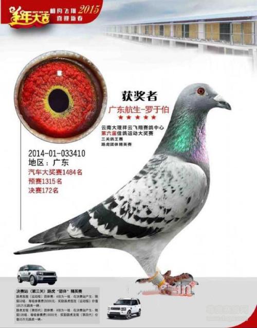云南大理祥云飞翔赛鸽中心决赛172名