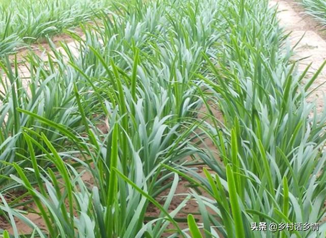 种植葱蒜韭别用这些肥料叶子发黄干叶还不长农民不能不知