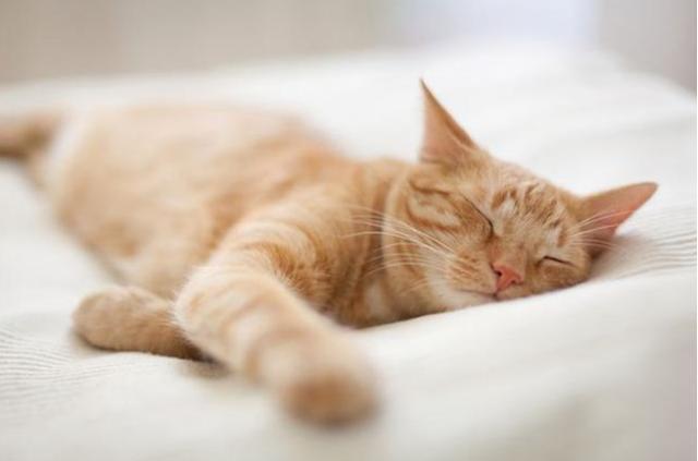 在猫咪眼中,上床睡觉代表什么意思?