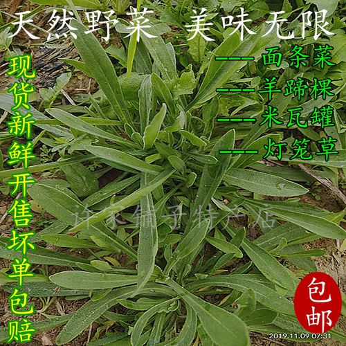 现挖新鲜面条菜野菜3斤包邮野生羊蹄棵面条棵柳叶菜蒸菜新鲜蔬菜