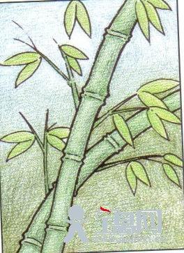 儿童蜡笔画竹子