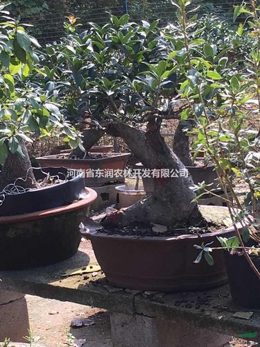 河南桂花盆景,优质桂花老桩