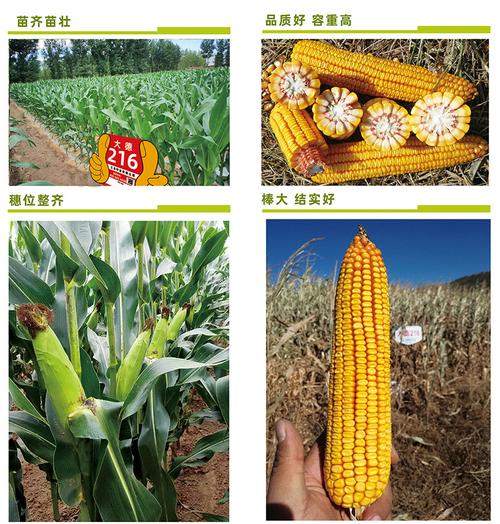 大德216-三北种业(sanbeiseed)-种子,玉米种子,种业公司,高产栽培