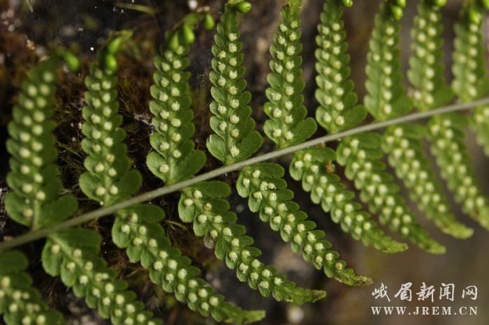 峨眉山惊现珍稀濒危植物——光叶蕨