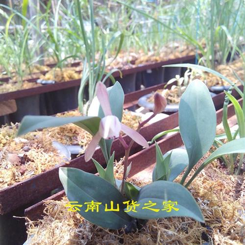 粉红色兰草草本花卉云南盆栽兔耳兰一般夏季n苗不含盆