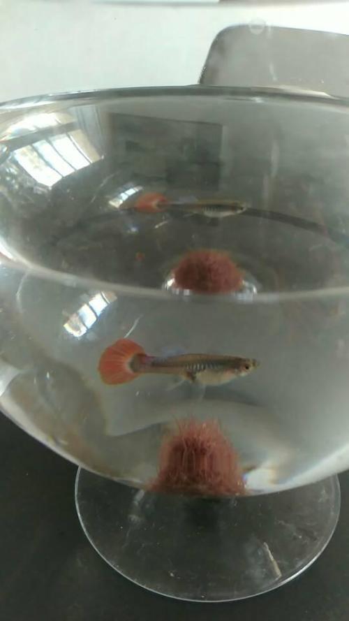 大家帮我看看我的孔雀鱼是不是怀孕了?大概多久能生鱼