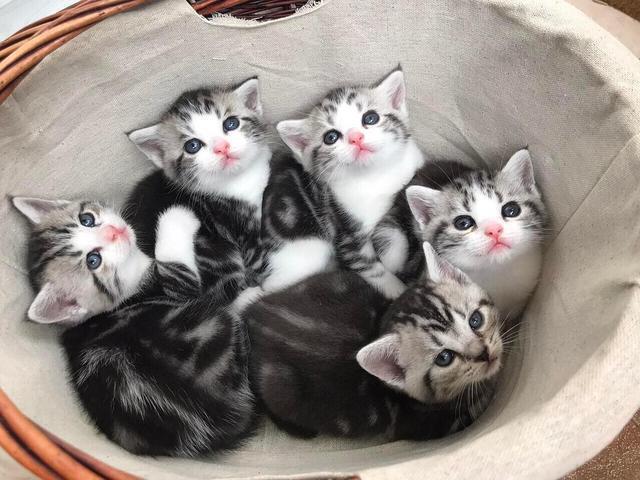 美短也有无纹纯色的猫咪,分别是纯白,纯黄渐层色:美短也有渐层,跟英短