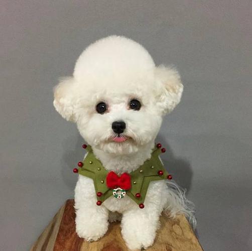 教你如何正确训练卡斯罗犬