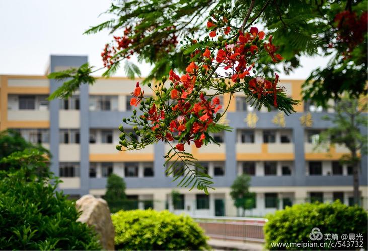 其它 龙湖中学美丽的金凤花 写美篇   潮州市潮安区龙湖中学(原潮安第