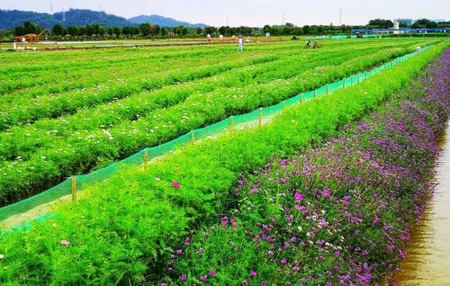 惠城区水口街道的广东海纳现代农业生态园花海.