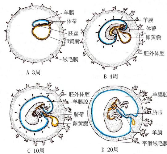 胎膜的胎膜类型