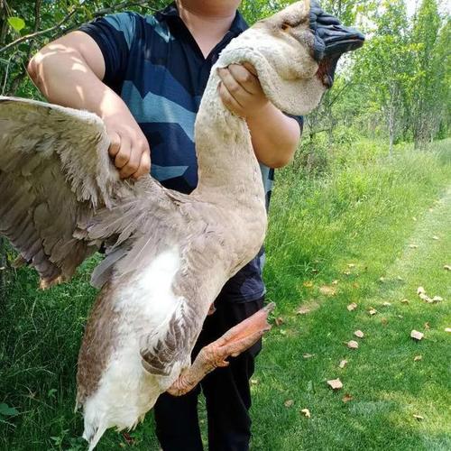 世界最大的鹅品种狮头鹅有世界鹅王的美誉