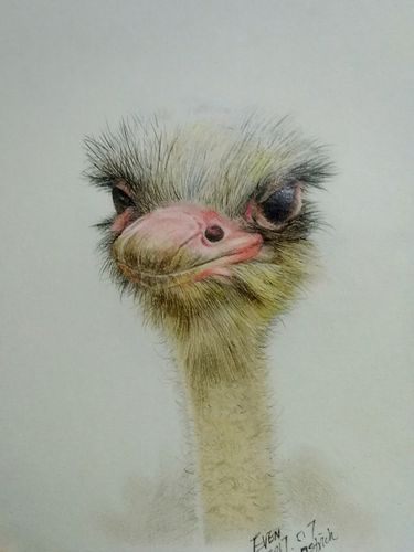 鸵鸟