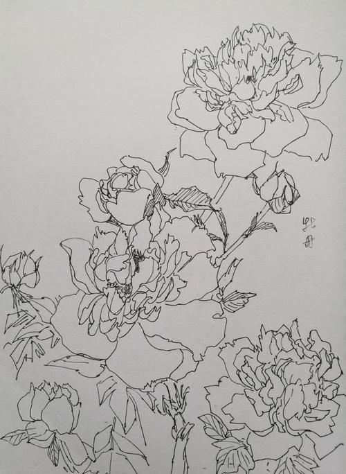 牡丹速写小辑