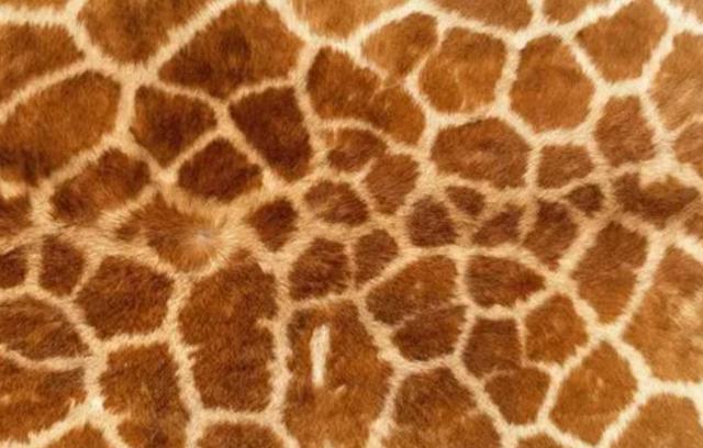 长颈鹿皮毛此外栖息地的减少也是造成长颈鹿减少的原因.